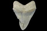 Serrated, Fossil Megalodon Tooth - Aurora, North Carolina #179738-1